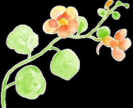 精致碎花花卉透明裝飾素材