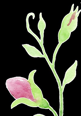 春季伸长植物透明装饰素材