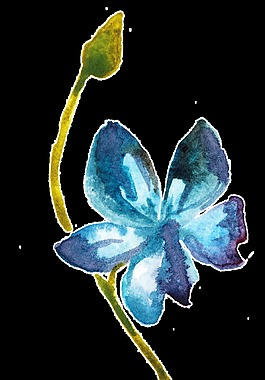 綻放顏色漸變花卉透明裝飾素材