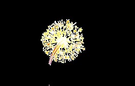 烟花绽放装饰素材