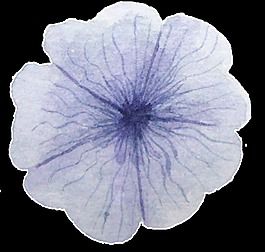 紫紋花蕊透明裝飾素材
