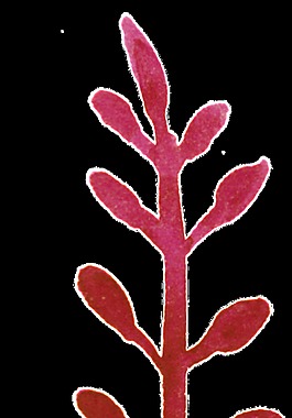 紅梅花枝透明裝飾素材