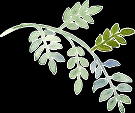 情侶花枝透明裝飾素材