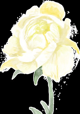 白黃花枝透明裝飾素材