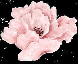 粉嫩花瓣透明裝飾素材