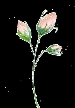 水嫩花枝透明裝飾素材
