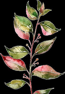 生長(zhǎng)樹葉植物透明裝飾素材