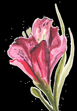 紅梅花束透明裝飾素材