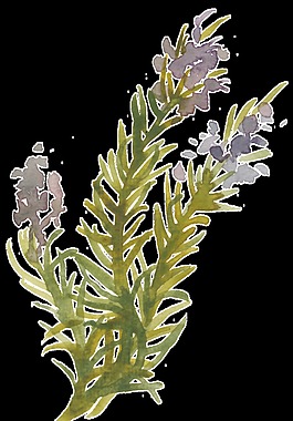 綠色水草透明裝飾素材