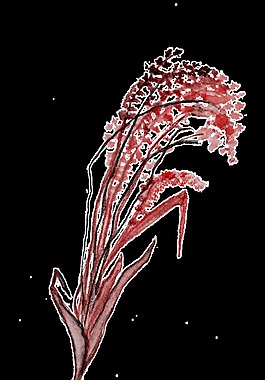 黑紅花枝透明裝飾素材