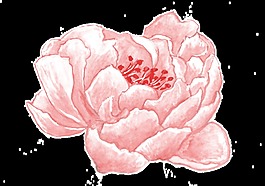 粉心花蕊透明裝飾素材