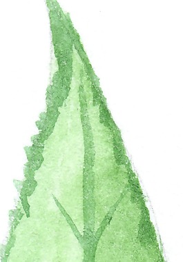 青綠枝葉透明裝飾素材