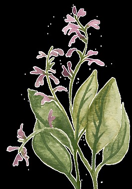 小清新植物透明裝飾素材