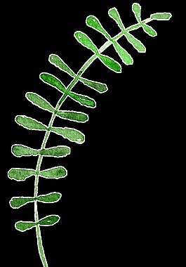 长条植物透明装饰素材