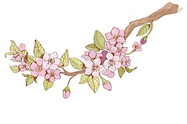 粉色桃花png元素