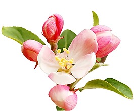 清新粉色花朵元素