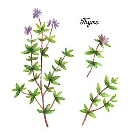 清新水彩繪植物花朵插畫(huà)