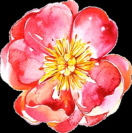 水紅花蕊透明裝飾素材