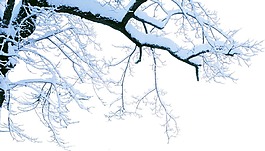 冬季雪花樹枝元素