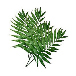 小清新綠葉樹枝元素