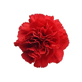 浪漫紅色花朵元素