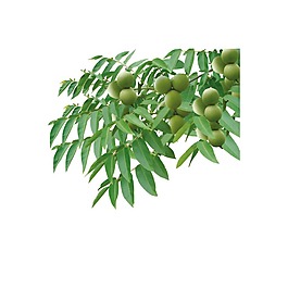 小清新綠葉果實元素