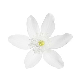 小清新白色花朵元素