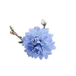 小清新藍(lán)色花朵元素