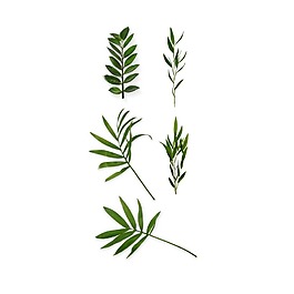 小清新綠葉植物元素