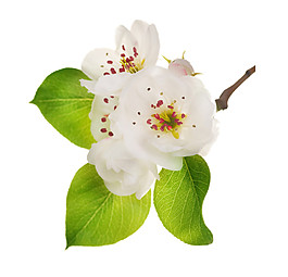 白色花枝圖案元素