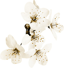 白色花朵PNG元素