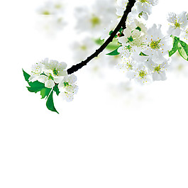 彩繪白色花枝圖案元素