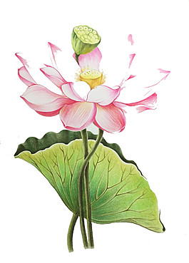 彩繪荷花圖案元素