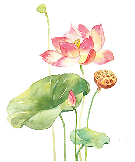 水彩荷花图案元素