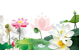 水彩荷花圖案元素