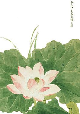 水彩荷花PNG圖案
