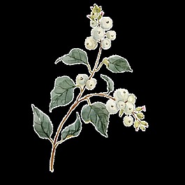 手繪白色花蕾花枝png透明素材