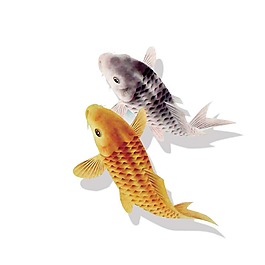 錦鯉游魚產(chǎn)品實物PNG元素