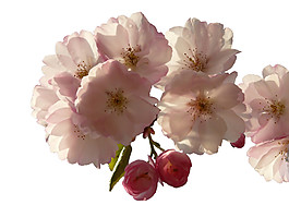 清新风格暗粉色花瓣樱花装饰元素