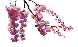 清新花枝樱花装饰元素