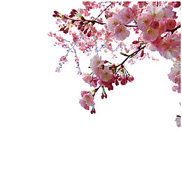 清新風(fēng)粉色櫻花裝飾元素