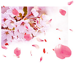 清新風(fēng)格粉色花瓣櫻花裝飾元素