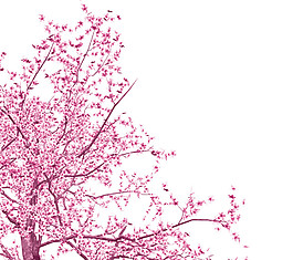 清新风格紫粉色花瓣樱花装饰元素