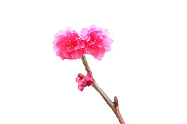 清新風(fēng)格紅粉色花瓣櫻花裝飾元素
