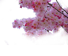 浪漫清新樱花装饰元素