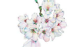 清新風(fēng)格藍(lán)粉色花瓣櫻花裝飾元素