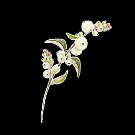 白色花蕊png透明素材