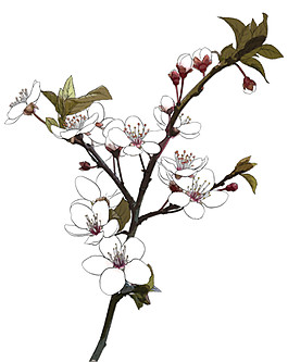 桃花装饰元素(11)