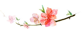 水彩花卉圖案元素