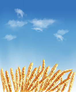 矢量藍(lán)天麥穗背景